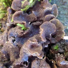 peppered pelt lichen thumbnail 3