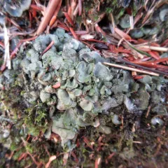 brook stippleback lichen thumbnail 4