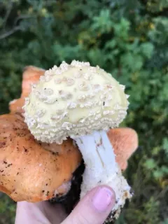 jewelled amanita thumbnail 2