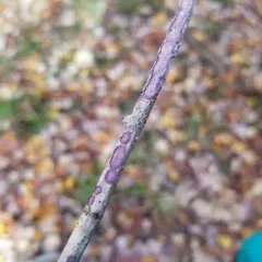 Phlebiopsis crassa thumbnail 1