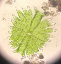 Micrasterias torreyi thumbnail 2