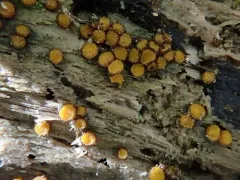 Scutellinia erinaceus thumbnail 2