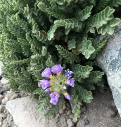 Elegant Polemonium thumbnail 2