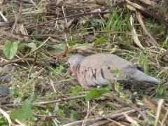 Common Ground Dove thumbnail 3
