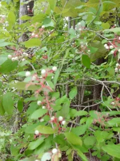 Stiff Dogwood thumbnail 2