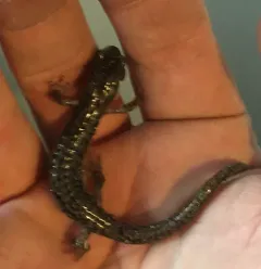 Wandering Salamander thumbnail 4