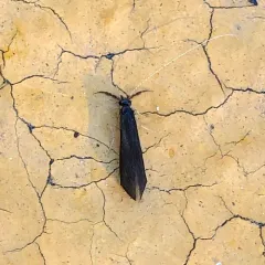 Mystacides alafimbriatus thumbnail 3