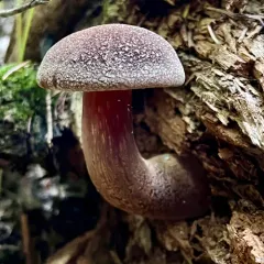 admirable bolete thumbnail 2