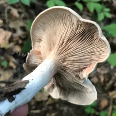 Aborted entoloma thumbnail 4
