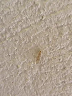 Neocladura delicatula thumbnail 1