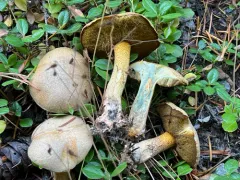 Suillus discolor thumbnail 3