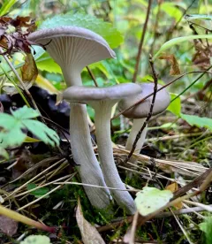 Hygrophorus agathosmoides thumbnail 3