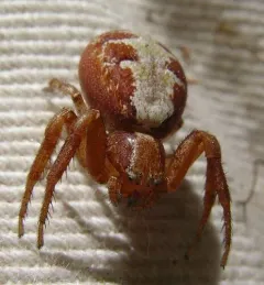 Xysticus gosiutus thumbnail 2