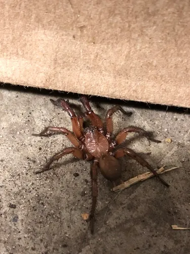 Antrodiaetus pugnax