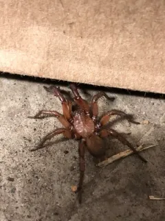 Antrodiaetus pugnax thumbnail 1
