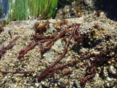 Sea Noodle thumbnail 2