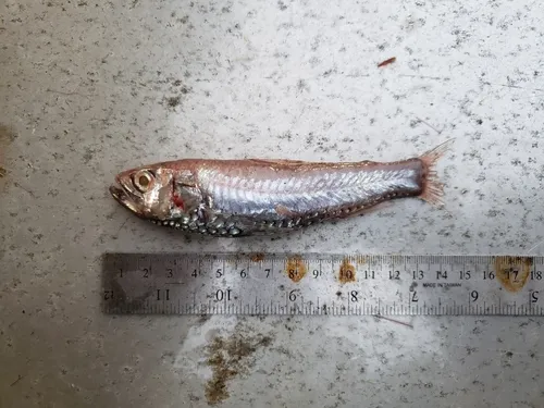 Largescale Neoscopelid