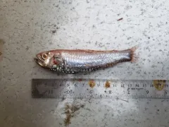 Largescale Neoscopelid thumbnail 1