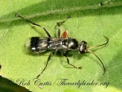 Deuteragenia caliptera thumbnail 4