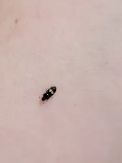 Dried Fruit Beetle thumbnail 2