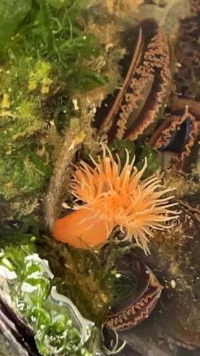 Diadumene cincta