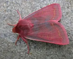 Pink Sallow thumbnail 4
