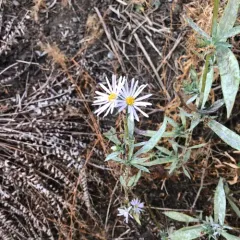 Douglas' Aster thumbnail 2