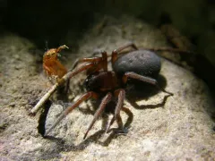 Callobius canada thumbnail 1