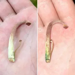 Yellow-gilled Gymnopilus thumbnail 1