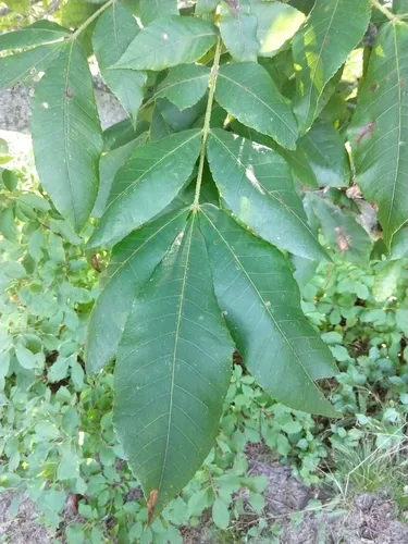 mockernut