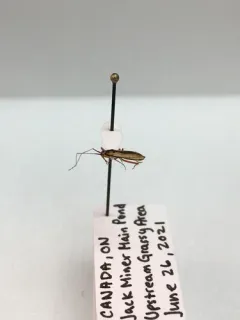 Teratocoris discolor thumbnail 2