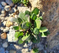 alpine bittercress thumbnail 2