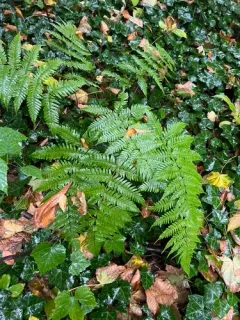 autumn fern thumbnail 2