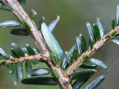 Gyponana striata thumbnail 2
