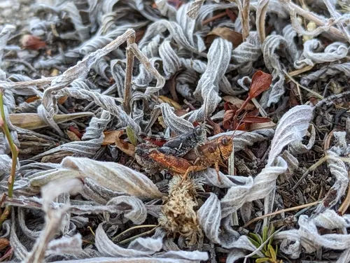 Washington Short-wing Grasshopper