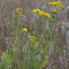 stiff-leaved goldenrod thumbnail 2