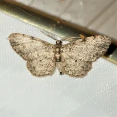 Texas Gray thumbnail 3