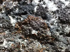 Varnished Tube Lichen thumbnail 2