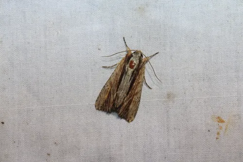 Apamea inebriata