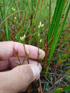 Twining Screwstem thumbnail 3