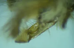 Lasionycta impingens thumbnail 1