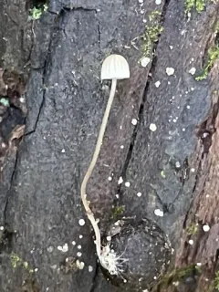 Mycena mirata thumbnail 4