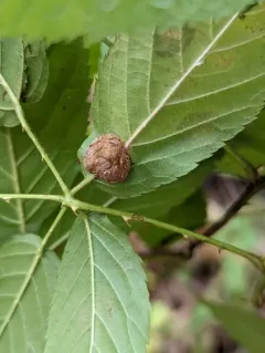 Neolasioptera farinosa thumbnail 1