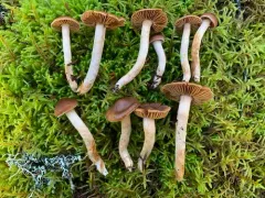 Cortinarius parvoacetosus thumbnail 3