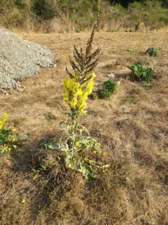 showy mullein thumbnail 3