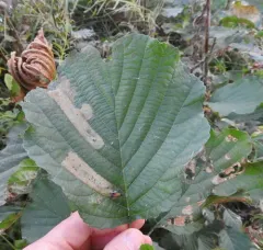 European Alder Leafminer thumbnail 2