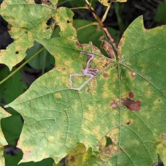 Glaucolepis saccharella thumbnail 1