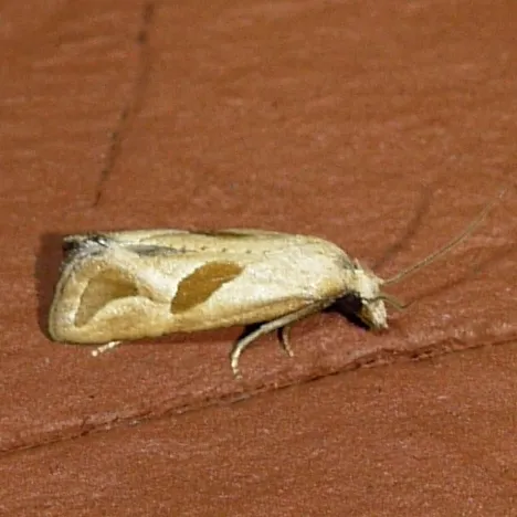 Two-spotted Eugnosta Moth