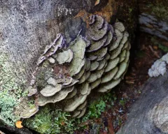 Trichaptum laricinum thumbnail 3