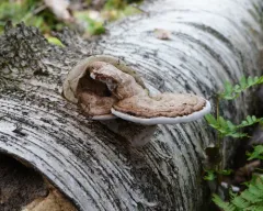 Ganoderma lobatum thumbnail 4
